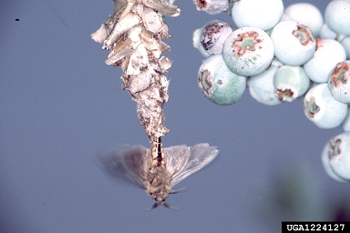 bagworm, Thyridopteryx ephemeraeformis  (Lepidoptera: Psychidae) - 1224127