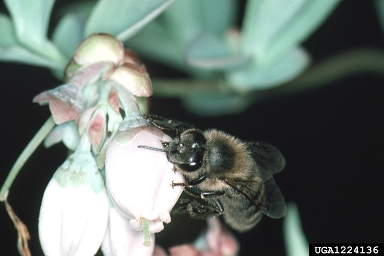 honey bee, Apis mellifera  (Hymenoptera: Apidae) - 1224136