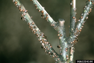 terrapin scale (Mesolecanium nigrofasciatum ) on rabbit-eye blueberry (Vaccinium virgatum ) - 1224166