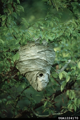 baldfaced hornet, Dolichovespula maculata  (Hymenoptera: Vespidae) - 1224170