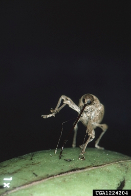 pecan weevil, Curculio caryae  (Coleoptera: Curculionidae) - 1224204