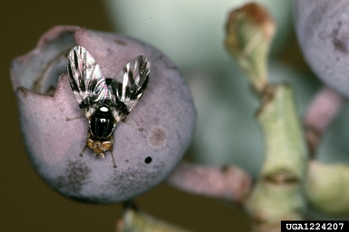 blueberry maggot (Rhagoletis mendax ) on rabbit-eye blueberry (Vaccinium virgatum ) - 1224207
