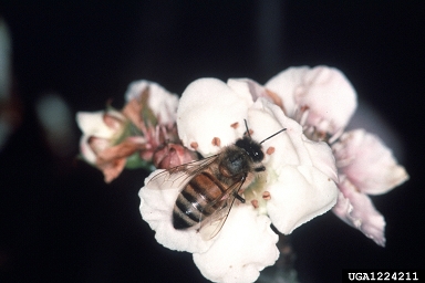 honey bee, Apis mellifera  (Hymenoptera: Apidae) - 1224211