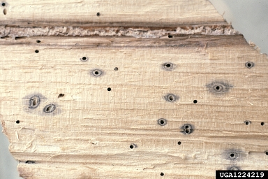 black stem borer, Xylosandrus germanus  (Coleoptera: Curculionidae) - 1224219