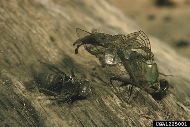 dragonflies and damselflies,    (Odonata: ) - 1225001
