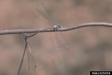 dragonflies and damselflies,    (Odonata: ) - 1225006