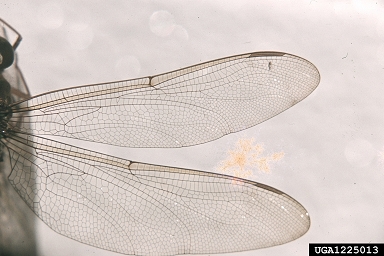 dragonflies and damselflies,    (Odonata: ) - 1225013