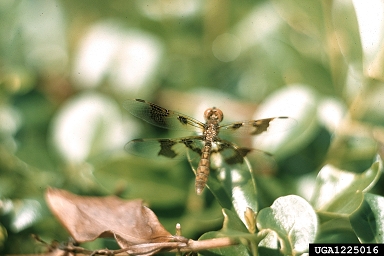 dragonflies and damselflies,    (Odonata: ) - 1225016