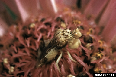 ambush bugs, Phymata spp.  (Hemiptera: Reduviidae) - 1225041