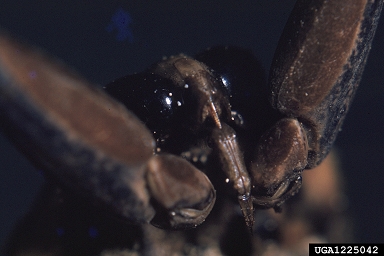 giant water bug, Lethocerus americanus  (Hemiptera: Belostomatidae) - 1225042