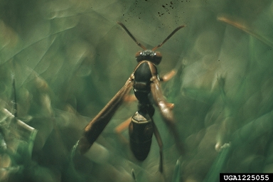paper wasps, Polistes spp.  (Hymenoptera: Vespidae) - 1225055