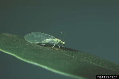 lacewings and allies,    (Neuroptera: ) - 1225105