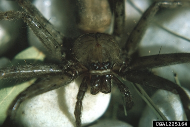 huntsman spiders,    (Araneae: Sparassidae) - 1225164