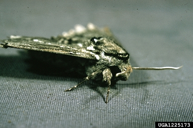 tobacco hornworm, Manduca sexta  (Lepidoptera: Sphingidae) - 1225173