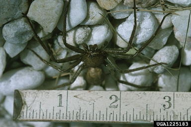 large brown spider, Heteropoda venatoria  (Araneae: Sparassidae) - 1225183