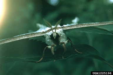 luna moth, Actias luna  (Lepidoptera: Saturniidae) - 1225196