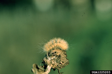 yellow woollybear, Spilosoma virginica  (Lepidoptera: Arctiidae) - 1225203