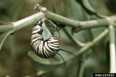 monarch butterfly, Danaus plexippus  (Lepidoptera: Nymphalidae) - 1225222