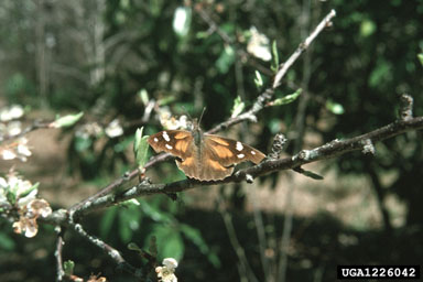 American snout butterfly, Libytheana carinenta  (Lepidoptera: Nymphalidae) - 1226042