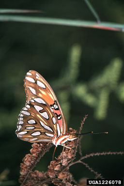 gulf fritillary, Agraulis vanillae  (Lepidoptera: Nymphalidae) - 1226078