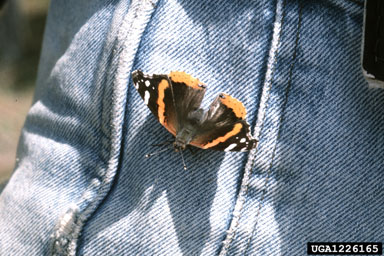 red admiral, Vanessa atalanta  (Lepidoptera: Nymphalidae) - 1226165