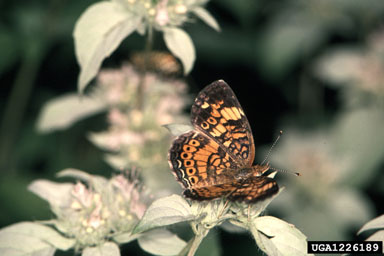 pearl cresent, Phyciodes tharos tharos (Lepidoptera: Nymphalidae) - 1226189