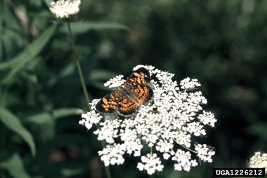 pearl cresent, Phyciodes tharos tharos (Lepidoptera: Nymphalidae) - 1226212