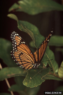 viceroy, Limenitis archippus  (Lepidoptera: Nymphalidae) - 1226236
