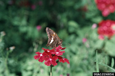 silverspotted skipper, Epargyreus clarus  (Lepidoptera: Hesperiidae) - 1226856