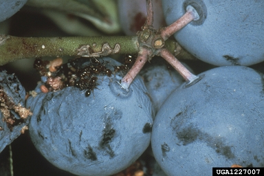 fire ant (Solenopsis geminata ) on southern blueberry (Vaccinium formosum ) - 1227007