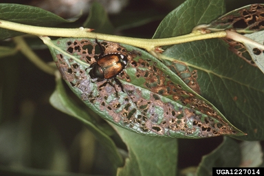 Japanese beetle (Popillia japonica ) on southeastern blueberry bee (Habropoda laboriosa ) - 1227014
