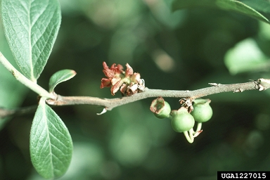 blueberry bud mite (Acalitus vaccinii ) on highbush blueberry (Vaccinium corymbosum ) - 1227015