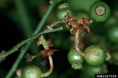 blueberry bud mite (Acalitus vaccinii ) on Elliott's blueberry (Vaccinium elliottii ) - 1227018