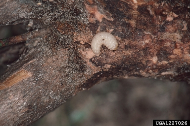 Northern citrus root weevil (Pachnaeus opalus ) on highbush blueberry (Vaccinium corymbosum ) - 1227026