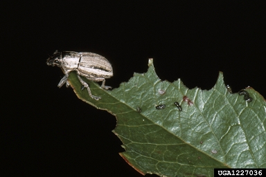 whitefringed beetles (Naupactus spp. ) on blueberry (Vaccinium spp. ) - 1227036