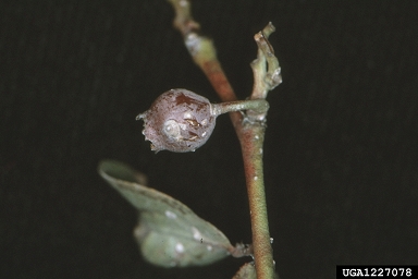 putnam scale (Diaspidiotus ancylus ) on rabbit-eye blueberry (Vaccinium virgatum ) - 1227078