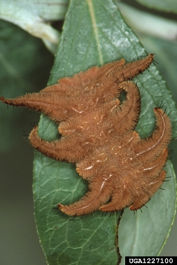 hag moth, Phobetron pithecium  (Lepidoptera: Limacodidae) - 1227100