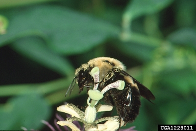 bumble bees (Bombus spp. ) on maypop passionflower (Passiflora incarnata ) - 1228011