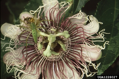 green lynx spider (Peucetia viridans ) on Byron beauty hybrid passionflower (Passiflora edulis x incarnata ) - 1228027