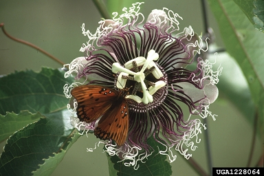 gulf fritillary (Agraulis vanillae ) on Byron beauty hybrid passionflower (Passiflora edulis x incarnata ) - 1228064