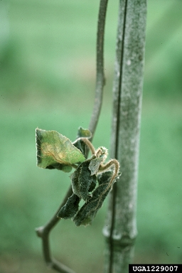 frost and winter injury (general) (  ) on kiwi (Actinidia chinensis ) - 1229007