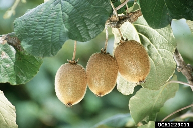kiwi, Actinidia chinensis  (Theales: Actinidiaceae) - 1229011