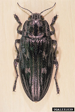flatheaded pine borer, Chalcophora mariana  (Coleoptera: Buprestidae) - 1231039