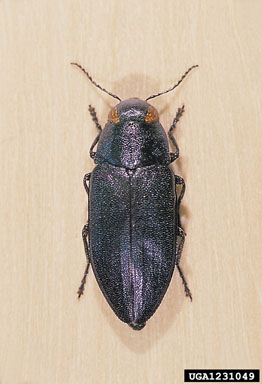 steelblue jewel beetle, Phaenops cyanea  (Coleoptera: Buprestidae) - 1231049