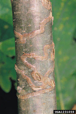 oak borer, Agrilus angustulus  (Coleoptera: Buprestidae) - 1231059