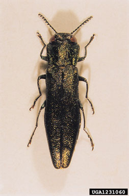 oak borer, Agrilus angustulus  (Coleoptera: Buprestidae) - 1231060