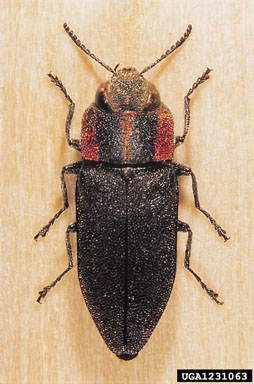 metalic wood-boring beetle, Anthaxia manca  (Coleoptera: Buprestidae) - 1231063