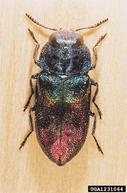 pasture splendour beetle, Anthaxia salicis  (Coleoptera: Buprestidae) - 1231064