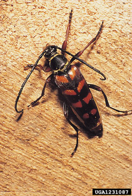 hornet beetle, Leptura aurulenta  (Coleoptera: Cerambycidae) - 1231087