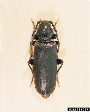 black spruce beetle, Tetropium castaneum  (Coleoptera: Cerambycidae) - 1231097